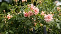 Die besten Rosensorten für den Garten: Viele entscheiden sich für sie