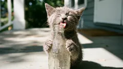 10 Irrtümer über Katzen, an die man nicht mehr glauben sollte