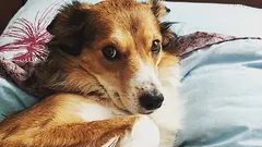 Wie Sie erkennen, dass Ihr Hund Ihnen nicht vertraut: drei Verhaltensweisen, die Sie fälschlicherweise für Gehorsam halten