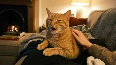 Die Katze bedankt sich bei uns, und wir scheuchen sie weg. Wie man wichtige Signale seines Haustieres nicht übersieht