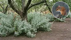 Nagen Feldmäuse an Ihrem Garten? Stark duftende Pflanzen und einfache Maßnahmen, die langfristige Schäden verringern.