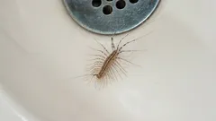 Wie man Tausendfüßler im Haus endgültig loswird