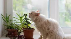 Die 5 sichersten Zimmerpflanzen für Haustiere: Schönheit ohne Risiko für Ihre Lieblinge