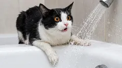 Was wir aus Sicht der Katze falsch machen: Dinge, die sie verwirren