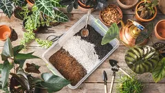 Die ideale Erde für Tradeskantien: Ein umfassender Leitfaden zur Auswahl und Vorbereitung