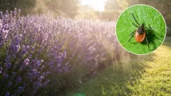 10 Pflanzen, die helfen, Zecken aus Ihrem Garten fernzuhalten