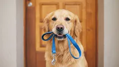 Stimmt es, dass es ein Mythos ist, Hunde zweimal täglich auszuführen?