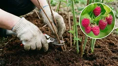 Himbeeren und Johannisbeeren im April: Drei Schritte, die die Ernte verdoppeln. Fehler – zum Merken
