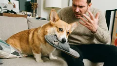 Wie man erkennt, dass ein Hund einen nicht respektiert: 7 Warnsignale