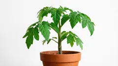 Tomatenbaum zu Hause: Welche Tricks beim Anziehen von Tomatensetzlingen helfen