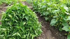 Brennnesseln sind kein Unkraut, sondern ein hervorragender Dünger. Eine Decke aus Brennnesseln für Gurken – das ist mein Geheimtipp